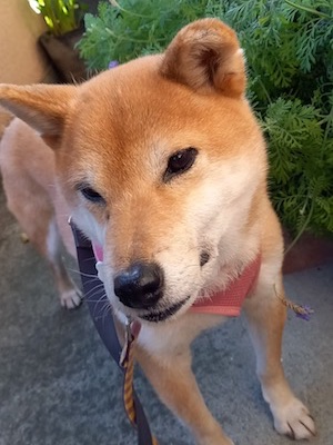 Dog Shelter | 〔2107Z08〕柴犬 メス 推定7-8歳 体重10kg 【ジャニス